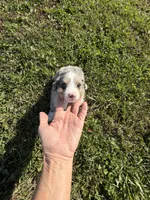Mini Aussie, a male Miniature Australian Shepherd for sale in Plymouth, IL – 4 of 4