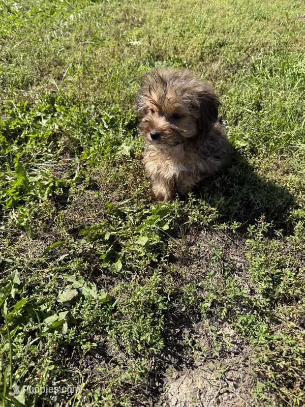 Morkie M – Morkie puppy for sale in Plymouth, IL