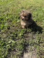 Morkie M, a male Morkie for sale in Plymouth, IL – 1 of 3