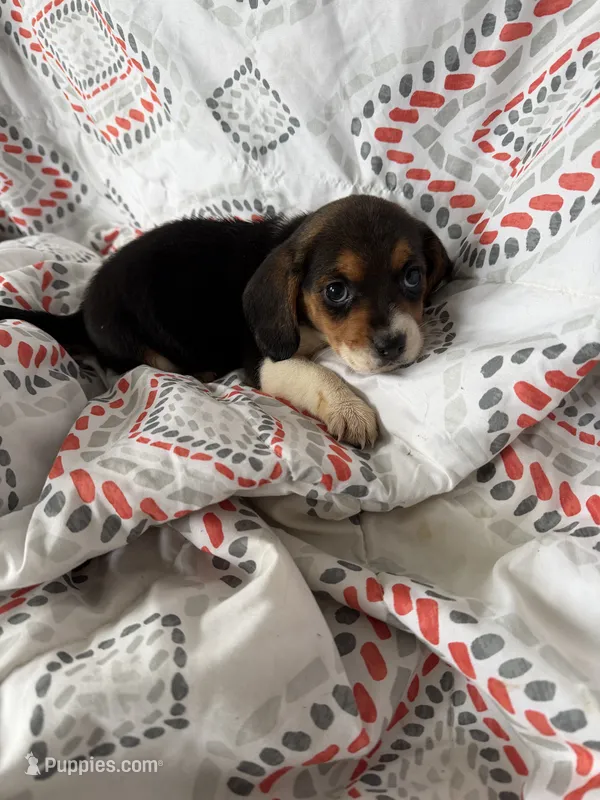 Mini beagle F