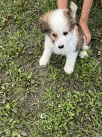 Great bernese, a male Bernese Mountain Dog and Great Pyrenees for sale in Plymouth, IL – 3 of 3