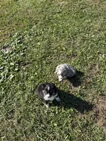 Mini aussie 3, a male Miniature Australian Shepherd for sale in Plymouth, IL – 2 of 3