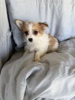 Morkie F, a female Morkie for sale in Plymouth, IL – 3 of 3