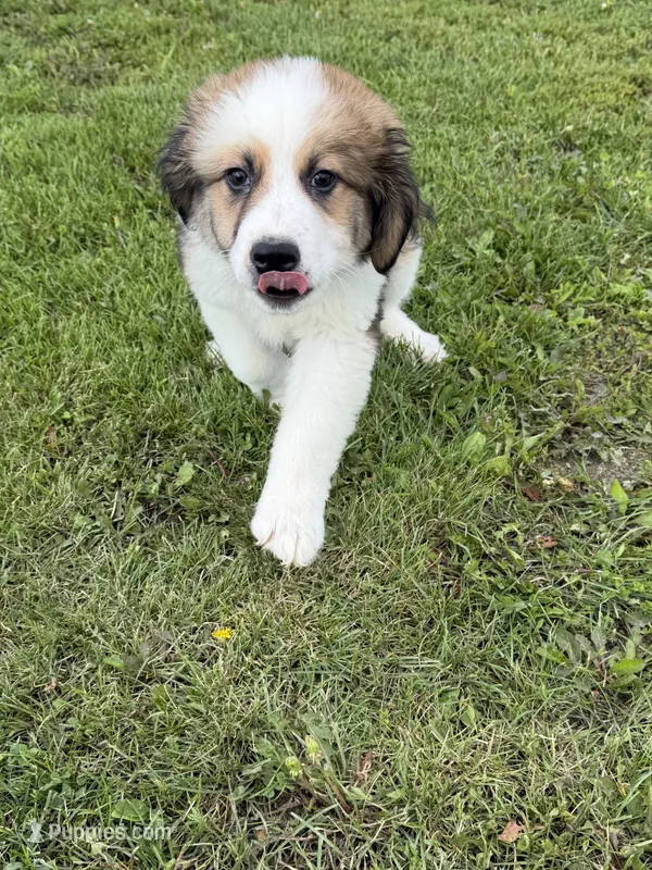 Great bernese – Bernese Mountain Dog, Great Pyrenees puppy for sale in Plymouth, IL