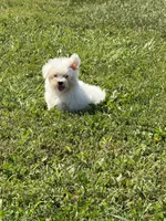 Maltese F, a female Maltese for sale in Plymouth, IL – 3 of 3