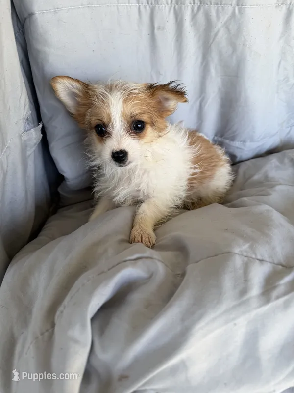 Morkie F – Morkie puppy for sale in Plymouth, IL