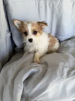 Morkie F, a female Morkie for sale in Plymouth, IL – 1 of 3