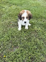 Great bernese, a female Bernese Mountain Dog and Great Pyrenees for sale in Plymouth, IL – 3 of 3