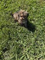 Morkie M, a male Morkie for sale in Plymouth, IL – 2 of 3