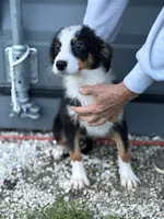 Male 3, a female Australian Shepherd and Bernese Mountain Dog for sale in Plymouth, IL – 3 of 3