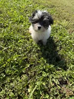 Morkie M, a male Morkie for sale in Plymouth, IL – 2 of 3