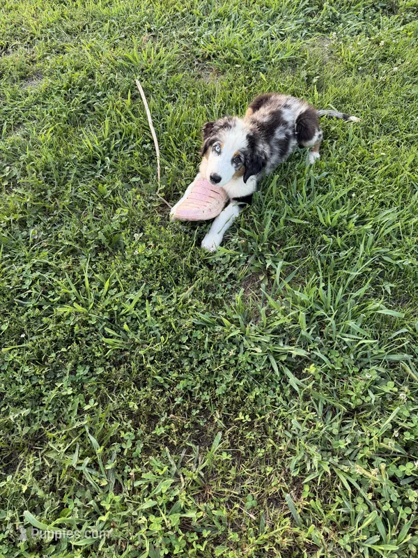 Bernese/aussie M – Australian Shepherd, Bernese Mountain Dog puppy for sale in Plymouth, IL