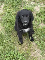 Golden Bernese M, a male Bernese Mountain Dog and Golden Retriever for sale in Plymouth, IL – 2 of 2