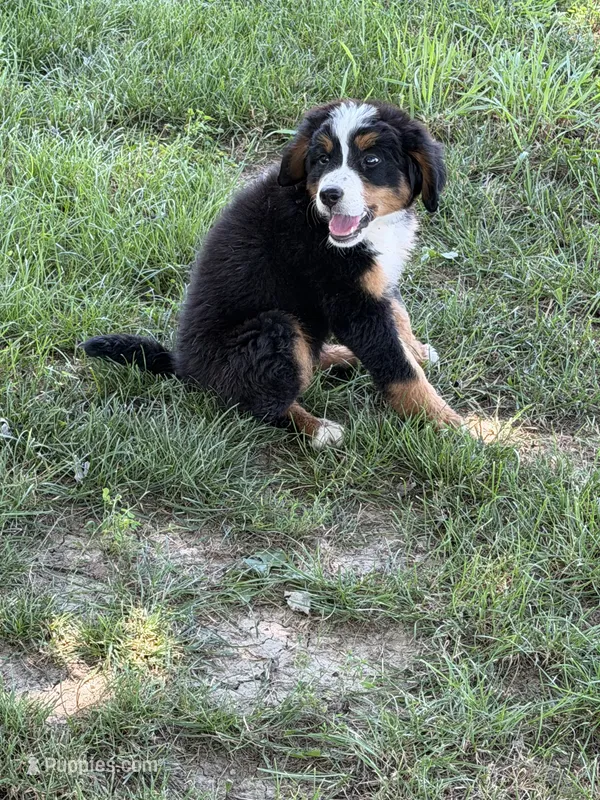 Bernese F – Bernese Mountain Dog puppy for sale in Plymouth, IL