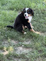 Bernese F, a female Bernese Mountain Dog for sale in Plymouth, IL – 1 of 2