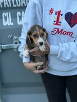 Mini beagle m 1, a male Beagle for sale in Plymouth, IL – 2 of 2