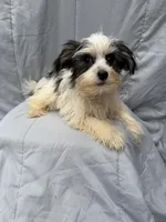 Morkie M, a male Morkie for sale in Plymouth, IL – Photo 1 of 2