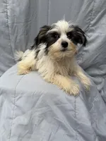 Morkie M, a male Morkie for sale in Plymouth, IL – Photo 2 of 2