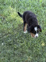 Bernese F, a female Bernese Mountain Dog for sale in Plymouth, IL – 2 of 2