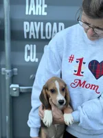 Mini beagle 2, a male Beagle for sale in Plymouth, IL – 2 of 3