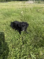 Aussie doodle M, a male Aussiedoodle for sale in Plymouth, IL – 3 of 3