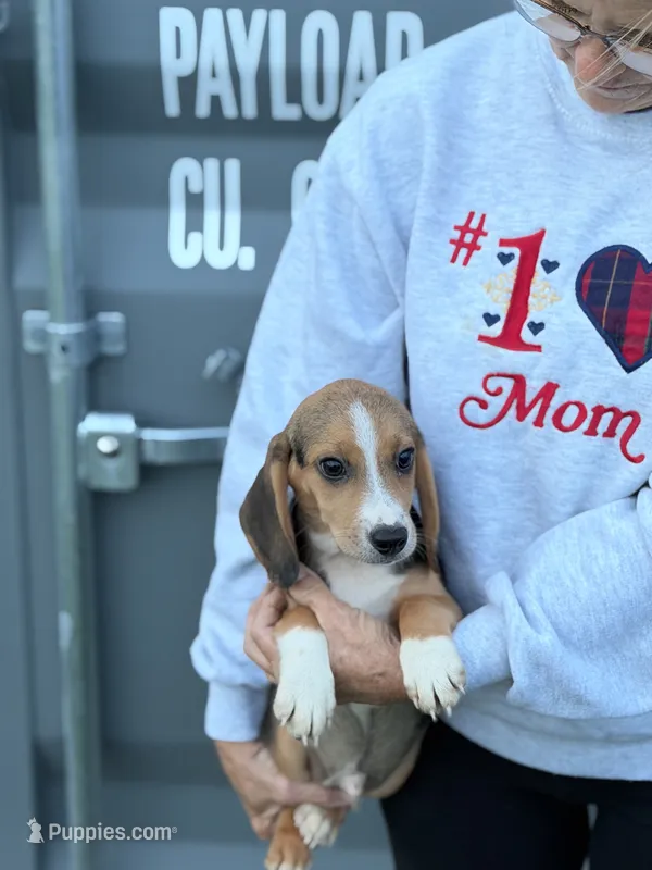 Mini beagle 2 – Beagle puppy for sale in Plymouth, IL