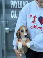 Mini beagle 2, a male Beagle for sale in Plymouth, IL – 1 of 3