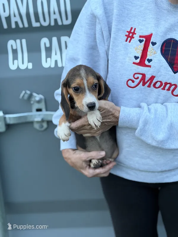 Mini beagle m 1 – Beagle puppy for sale in Plymouth, IL