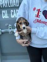 Mini beagle m 1, a male Beagle for sale in Plymouth, IL – 1 of 2