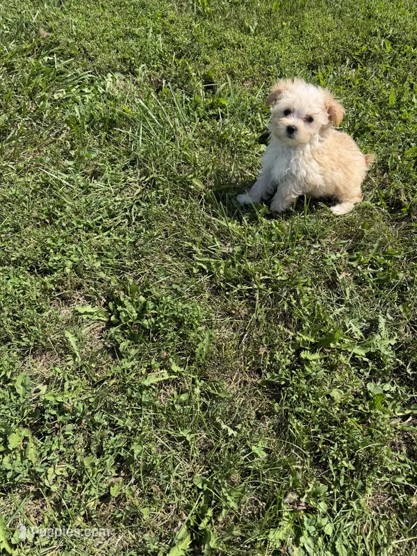 F maltipoo 2 – Maltipoo puppy for sale in Plymouth, IL