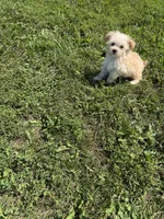 F maltipoo 2, a female Maltipoo for sale in Plymouth, IL – 1 of 2