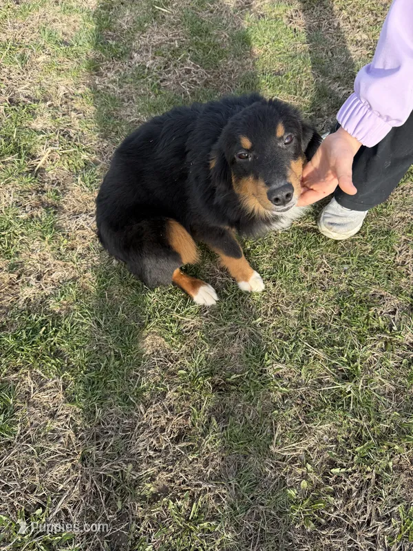 Mini aussie – Miniature Australian Shepherd puppy for sale in Plymouth, IL