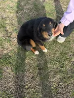 Mini aussie, a male Miniature Australian Shepherd for sale in Plymouth, IL – 1 of 1