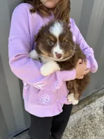 Mini aussie f, a female Miniature Australian Shepherd for sale in Plymouth, IL – 1 of 3