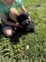 Morkie F 3, a female Morkie for sale in Plymouth, IL – 2 of 3