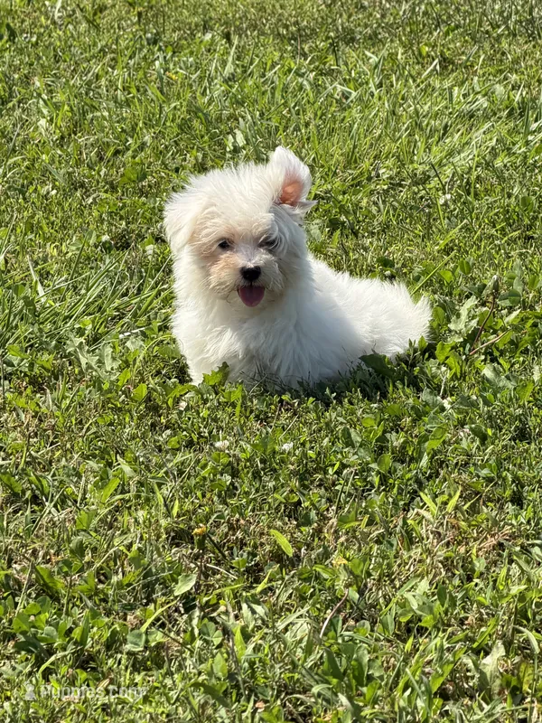 Maltese F – Maltese puppy for sale in Plymouth, IL