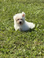 Maltese F, a female Maltese for sale in Plymouth, IL – 1 of 3