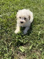 Maltipoo m 4, a male Maltipoo for sale in Plymouth, IL – 2 of 2