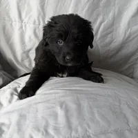 BR, a male Bernese Mountain Dog and Golden Retriever for sale in Plymouth, IL – Photo 3 of 5