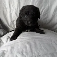 BR, a male Bernese Mountain Dog and Golden Retriever for sale in Plymouth, IL – Photo 2 of 5