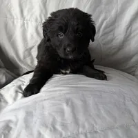 BR, a male Bernese Mountain Dog and Golden Retriever for sale in Plymouth, IL – Photo 1 of 5