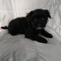 BR, a male Bernese Mountain Dog and Golden Retriever for sale in Plymouth, IL – Photo 5 of 5