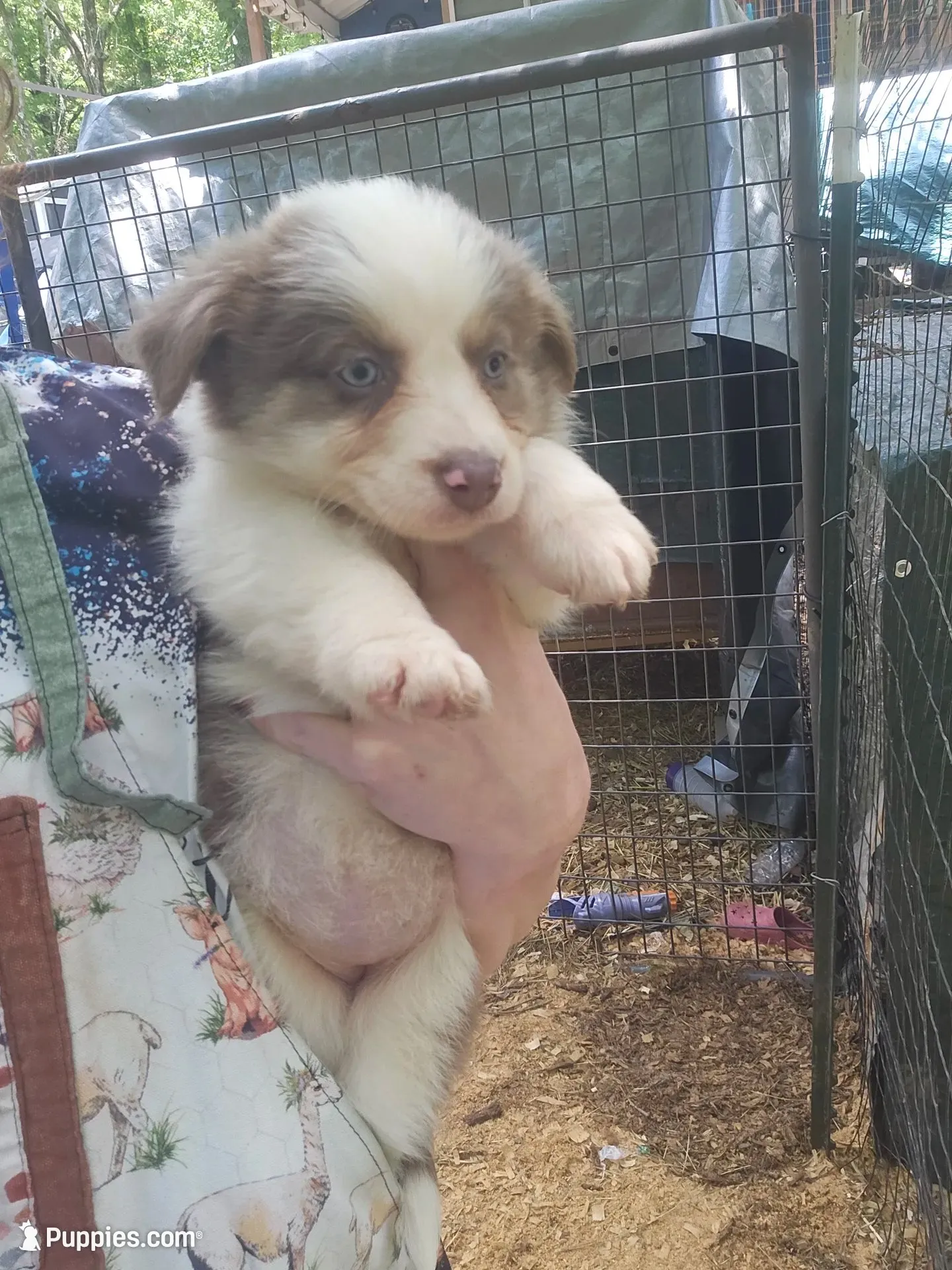 Female, a female Miniature Australian Shepherd for sale in Goshen, AR – 1 of 1
