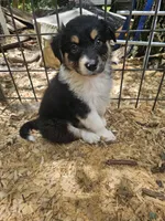 Male, a male Miniature Australian Shepherd for sale in Goshen, AR – 1 of 1