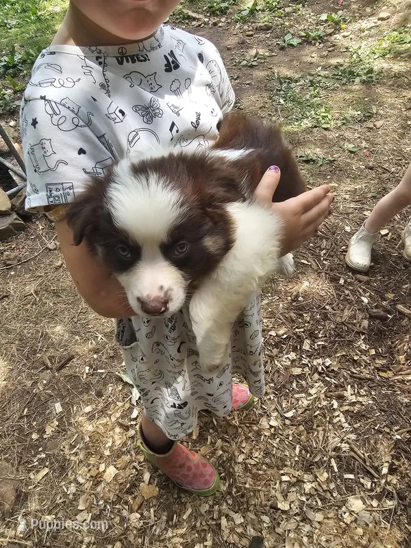 Male – Miniature Australian Shepherd puppy for sale in Goshen, AR