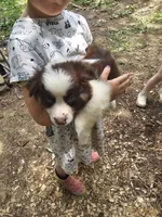Male, a male Miniature Australian Shepherd for sale in Goshen, AR – 1 of 1