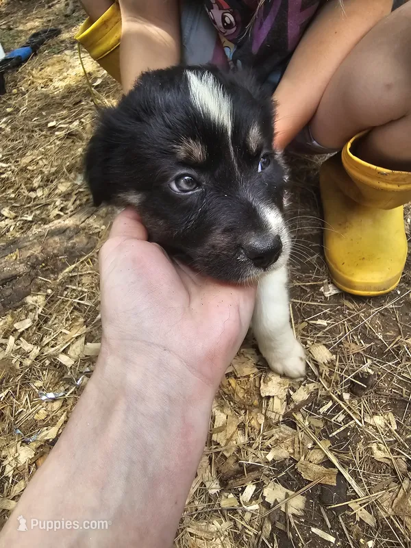 Male – Miniature Australian Shepherd puppy for sale in Goshen, AR