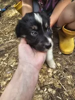 Male, a male Miniature Australian Shepherd for sale in Goshen, AR – 1 of 1