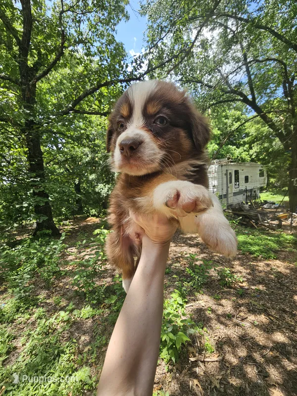 Male – Miniature Australian Shepherd puppy for sale in Goshen, AR