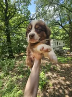 Male, a male Miniature Australian Shepherd for sale in Goshen, AR – 1 of 1